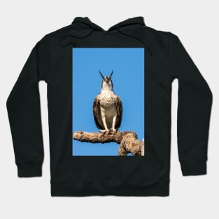 Osprey: A Hard Tail To Swallow Hoodie